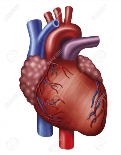 Pour finir, l'angulaire est vascularisé par :