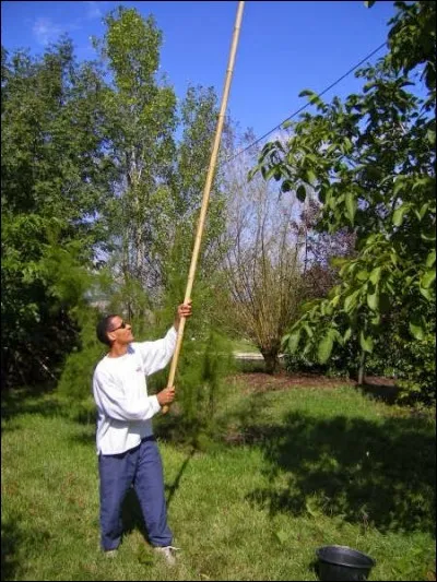 Comment appelle-t-on une perche de bois servant à faire tomber les fruits des arbres trop hauts ?