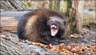 Comment appelle-t-on l'animal le plus féroce du Canada ?