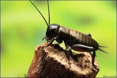 Le ''cri-cri'' est le bruit que fait le grillon mais aussi le surnom qu'on a donné à cet animal. Avec quelle partie de leur corps ces insectes produisent-ils un bruit caractéristique ?
