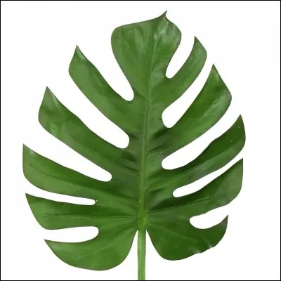 Aimes-tu manger des feuilles ?