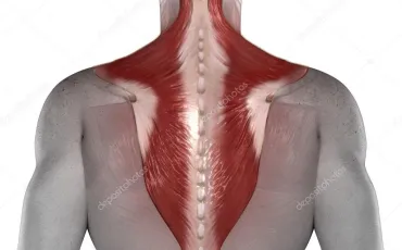 Quiz Anatomie