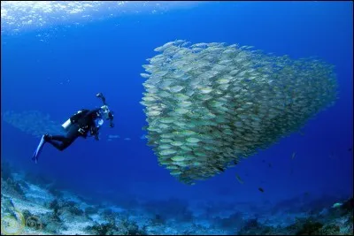 Parler le louchébem !