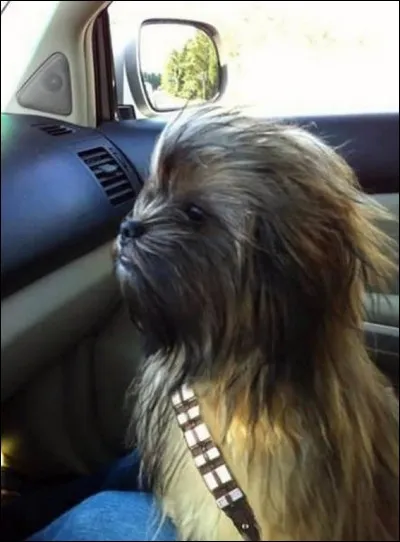 Vous avez du foin dans vos bottes !