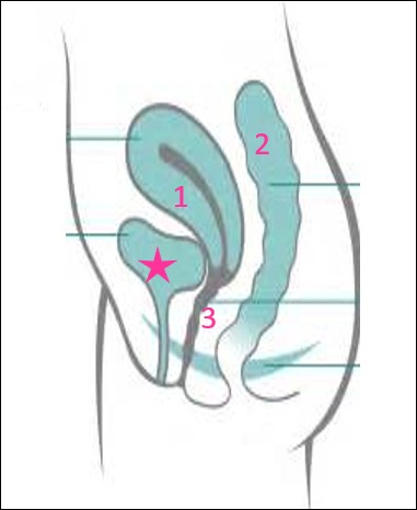 Nous voici au niveau du pelvis et comme on est galant place au pelvis féminin représenté sur ce schéma en vue du côté.Quel organe, ayant la réputation d'être petit, est présenté via l'étoile rose ?