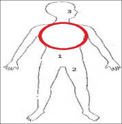 On démarre ce quiz par des notions d'anatomie générale grâce à ce schéma vu de face.
Quelle région est cerclée de rouge ?