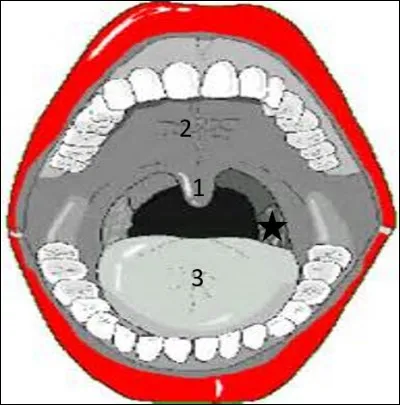 On en arrive à notre bouche avec ce joli schéma.
Quel organe, bien gênant en cas d'angine, est associé à l'étoile noire ?