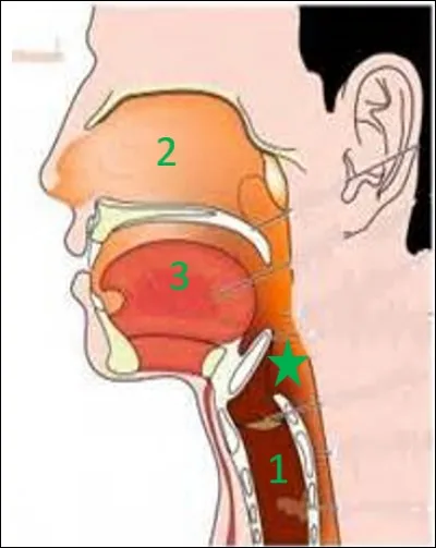 On continue notre descente anatomique en direction de la gorge avec cette vue de profil.
Comment se nomme le tube marqué d'une étoile verte?