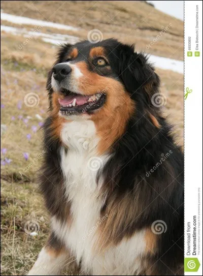 Quelle est cette race de chien ?