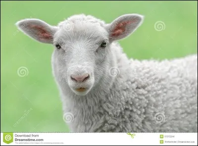 Quel est cet animal ?