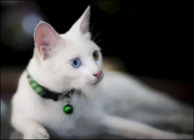 Quel est le chat turc ?