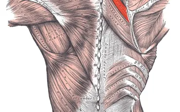 Quiz Anatomie