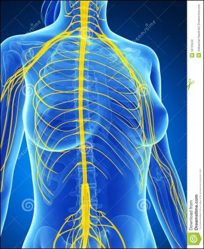 Le petit rhomboïde est innervé par :