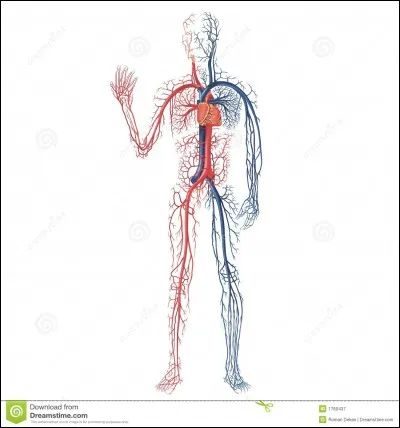 Il est vascularisé par :