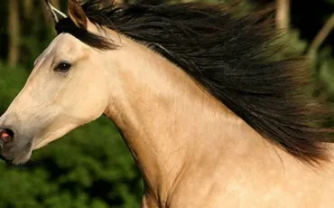 Quiz Galop 1