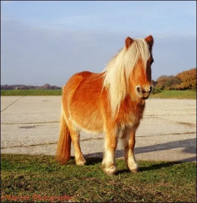 Comment s'appelle cette race ?