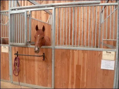 Comment aborder un cheval au box ?