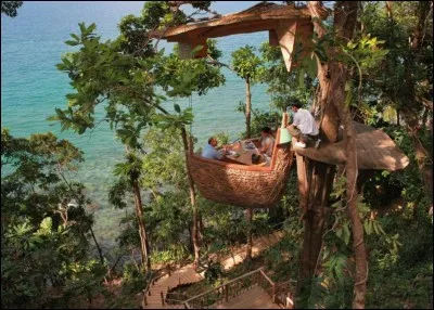 Savane, ou partie de forêt, incendiée volontairement, afin d'y pratiquer une agriculture temporaire !