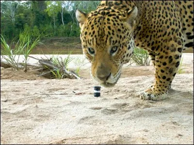 Débris, rognures d'or !