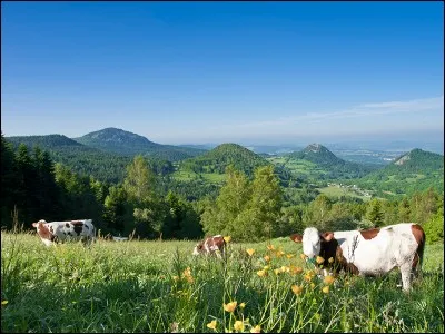 Le département de la Haute-Loire n'est pas limitrophe de celui :