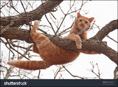 Un chat est coincé dans un arbre, que faites-vous ?