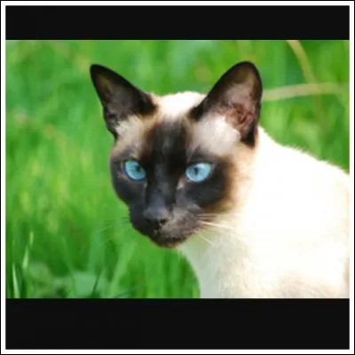 C'est facile, c'est un...