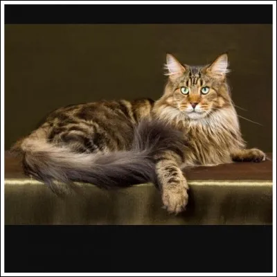 C'est connu, ce chat est un...