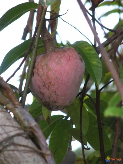 Quel est le nom de cet arbre fruitier représenté sur la photo ?