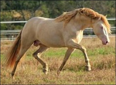 Que pensez-vous des chevaux en général ?