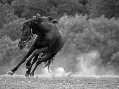 Si tu étais un animal, tu serais :