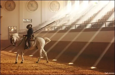 Quel âge ton cheval aurait-il ?