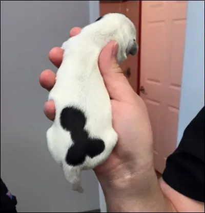 Cet adorable chiot est né tacheté. Que peut-on dire de lui ?