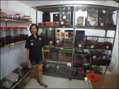 Ming Cu est une indonésienne qui a dépensé 55 000 dollars, pour cette collection, visible dans des terrariums derrière elle. De quoi s'agit-il ?