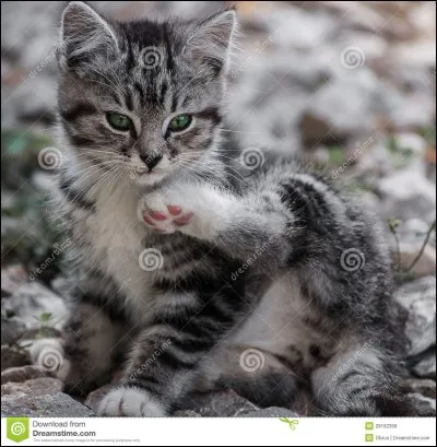 Je vis en forêt, retrouvez mon père !