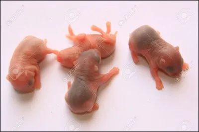 Un indice devrait vous permettre de trouver notre père !