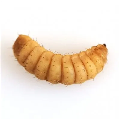 Son papa peut devenir très agaçant !