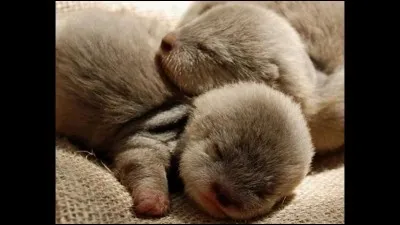 Nous sommes deux soeurs jumelles, nées sous le signe ...