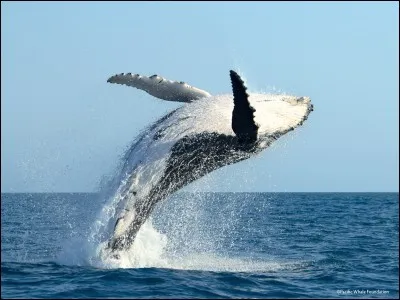 Comment les personnes ayant la chance d'observer un saut de baleine le trouvent-elles ?