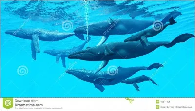 Quel est son mode de vie ?