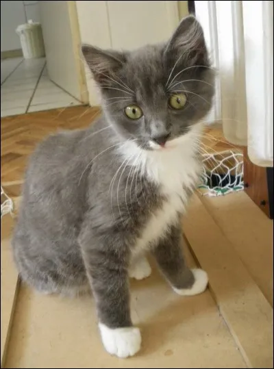 Quelle est son origine ?