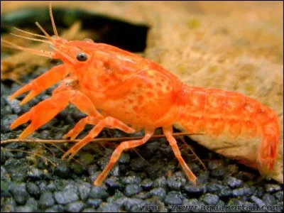 Quel est cet animal ?