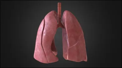 Décrire les poumons.