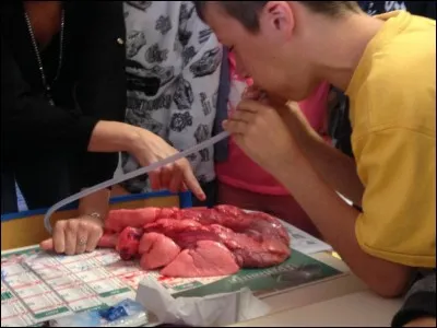 Que se passe-t-il lorsqu'on souffle à l'aide d'un tube dans la trachée ?