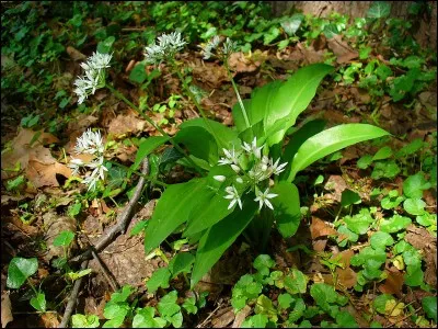 À quoi sert la racine de glouteron ?