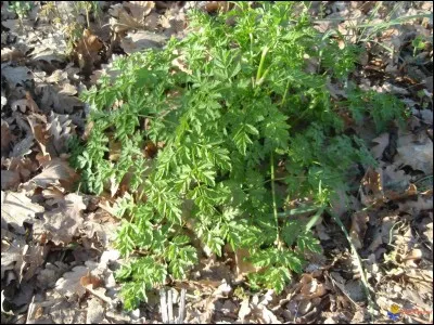 À quoi sert le persil ?