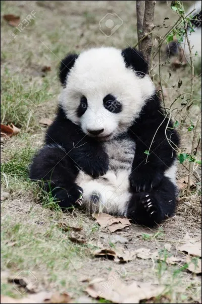 Quel est le poids d'un hippopotame à sa naissance ?