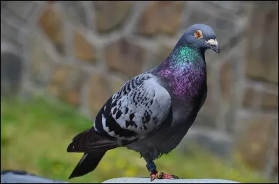 Quel est cet oiseau ?