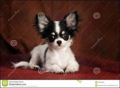 Quel est cet animal ?