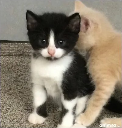 Quel âge ont environ ces chatons ?