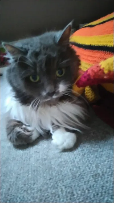 Quelle est la race de ce chat ?